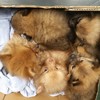 Gardaí rescue five Pomeranian puppies from van on way to England
