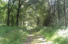 Body of a man discovered in suspicious circumstances in Kildare woods