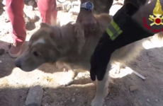 'Miracle dog' Romeo pulled from rubble nine days after earthquake struck