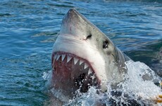 Australian kitesurfer savaged to death in shark attack