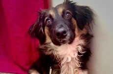 "She makes you less selfish": Life lessons learned from a rescue dog