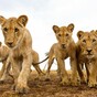 Can you top these? 15 absolutely brilliant early entries to the Nat Geo Nature photo contest