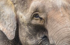 Two elephants accidentally electrocuted in India