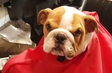 This barbers in Dublin has the most adorable dog hanging around the shop
