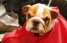 This barbers in Dublin has the most adorable dog hanging around the shop