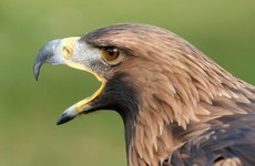 Dutch police have started using eagles to take down drones