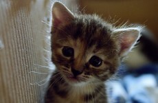 Burglars kill 10-week-old kitten in a microwave