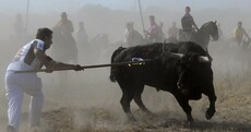 "Bastard politicians, respect traditions": Spanish townspeople protest bull-spearing ban