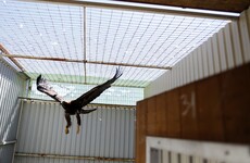 Project Eagle: Taoiseach to meet with opposition over "important issues" in report