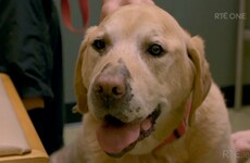 Everyone fell in love with Frankie the Waterford Labrador on RTÉ last night