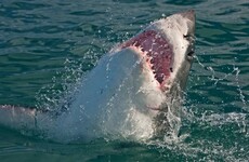 Irishman up for Pride of Australia Medal after he saves friend from great white shark attack