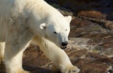 Russian scientists trapped in weather station for two weeks by polar bears
