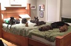 This couple built a huge 'megabed' so their 8 rescue dogs could sleep with them