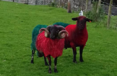 This lad made sure people know his sheep are supporting Mayo for Sam