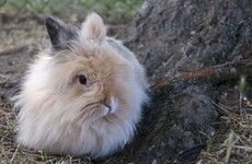 Animal rights group releases secret video footage of rabbits to call for angora ban