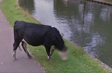 Google Street View decided to blur this cow's face to protect its identity