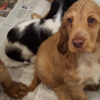 Designer puppies rescued from horsebox and van at Dublin Port