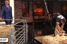 A sheep was sheared live on the Late Late last night and nobody is quite sure why