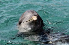 Call for more monitoring of super trawlers after dolphin deaths