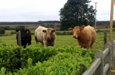 These cows in Mayo are confident their county will win the All Ireland