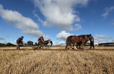 National Ploughing Championships boss: 'I feel as passionate today as when I was 17'