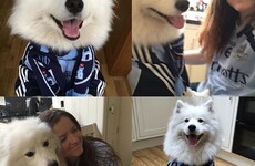 10 pets who are ridiculously excited for the All Ireland final