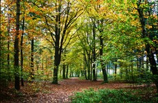 The Perfect Autumn Driving Playlist