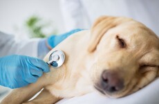 Dog owners in Clare and Limerick warned about poisoned meat left along canal