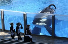 SeaWorld stock drops to all-time low after it ends killer whale shows