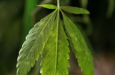 Woman charged over cannabis seizure