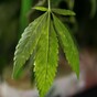 Woman charged over cannabis seizure