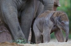 It took a 22-month pregnancy but Dublin Zoo has a new elephant calf