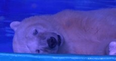 Shopping mall home to 'world's saddest bear' refuses wildlife park offer
