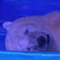 Shopping mall home to 'world's saddest bear' refuses wildlife park offer