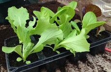 It's hard to find great quality lettuce in supermarkets - but it's really easy to grow yourself