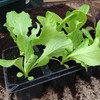 It's hard to find great quality lettuce in supermarkets - but it's really easy to grow yourself