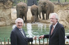 It's part of the furniture but without a Dutchman and Bertie, Dublin Zoo could have shut forever