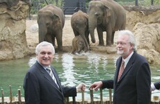 It's part of the furniture but without a Dutchman and Bertie, Dublin Zoo could have shut forever