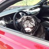 My best road trip: Driving a Mustang through Dixie with Merlin the Car Pug