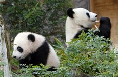Poll: Do you agree with zoos?