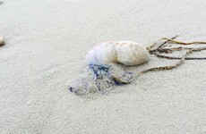 Poisonous sea creatures spotted on several beaches along the west coast