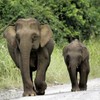 Pygmy elephant gores Australian tourist to death