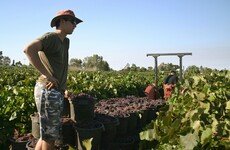 Australia softens its tax on backpackers after outcry from farmers