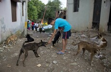Political activists have killed dogs, mounted them on a pole and paraded them in southern India