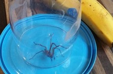 A Limerick woman found this frankly terrifying spider in her bananas after the Big Shop
