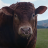 Vodafone bull ad branded "disgraceful" for making light of "very dangerous animals"