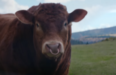 Vodafone bull ad branded 'disgraceful' for making light of 'very dangerous animals'
