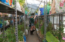 Journeys with TheJournal.ie: Waterford project for underprivileged teens proves Blooming brilliant