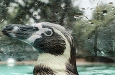 Fears for South African penguin 'freed' from aquarium