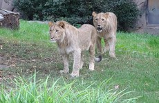 Lion shot dead after two escape from enclosure in German zoo